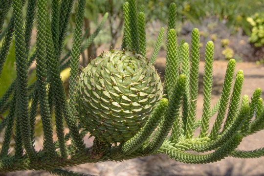 araucaria